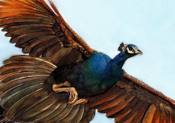 PEACOCK - BIRD XCVIII