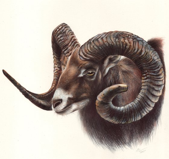 Mouflon