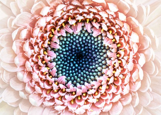 The Still Swirl of Gerbera