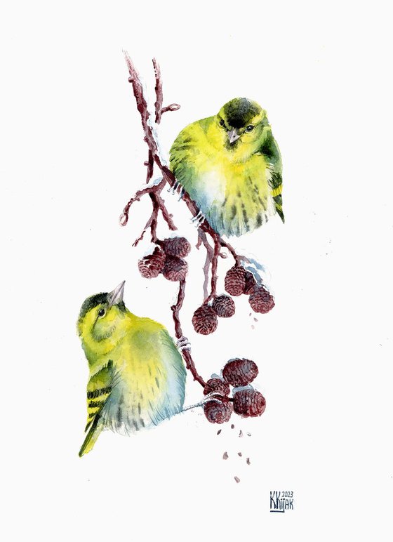 Eurasian siskin on Alder branch