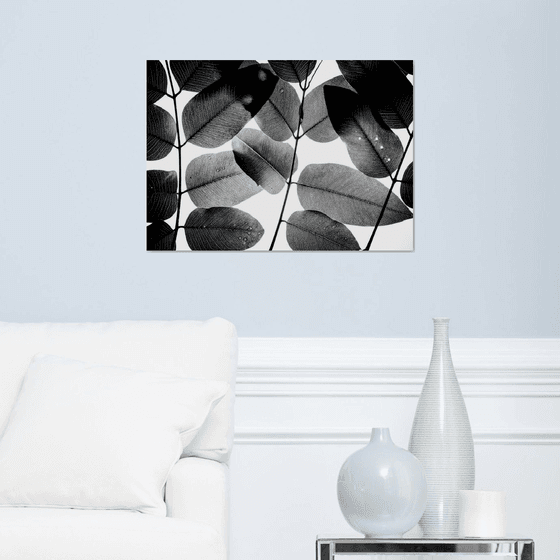 Experiments with Leaves II | Limited Edition Fine Art Print 1 of 10 | 60 x 40 cm