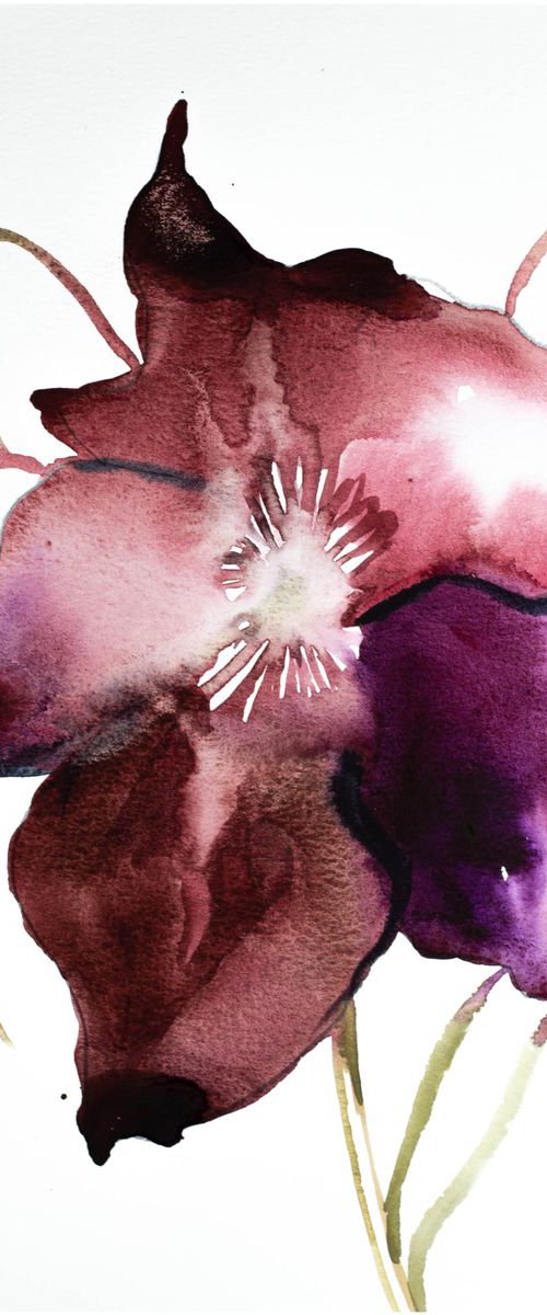 Hellebore No. 8 by Elizabeth Becker