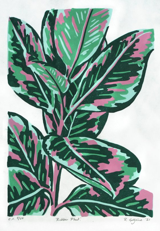 Green Rubber Plant e.v. 8/60