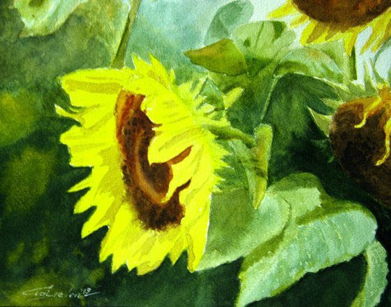 Sunflowers