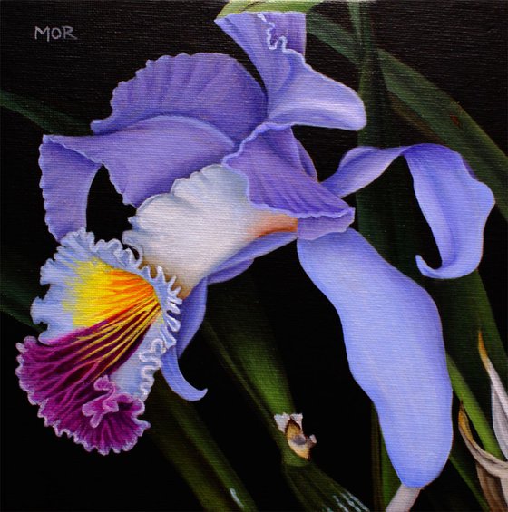 Cattleya Mendelii