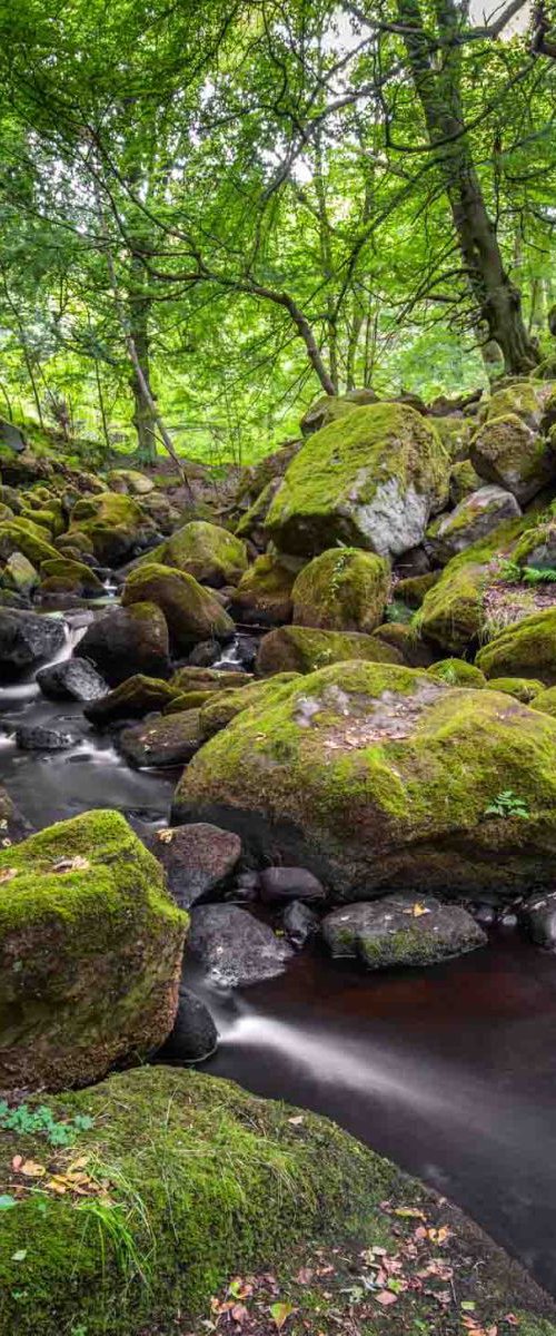 Woodland Stream A3 by Ben Robson Hull