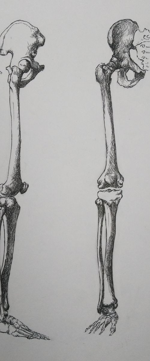 leg bones by Sara Radosavljevic
