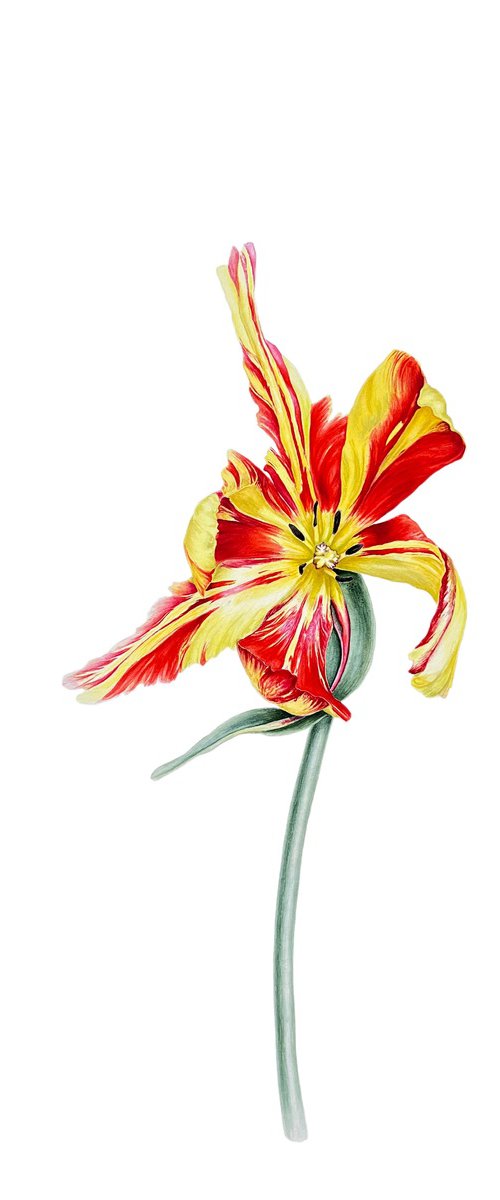 'Light-hearted' tulip by Tetiana Kovalova