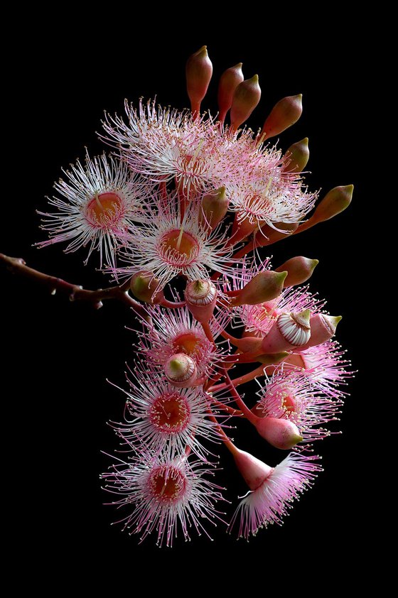 Pink Corymbia Ficifolia Flowers