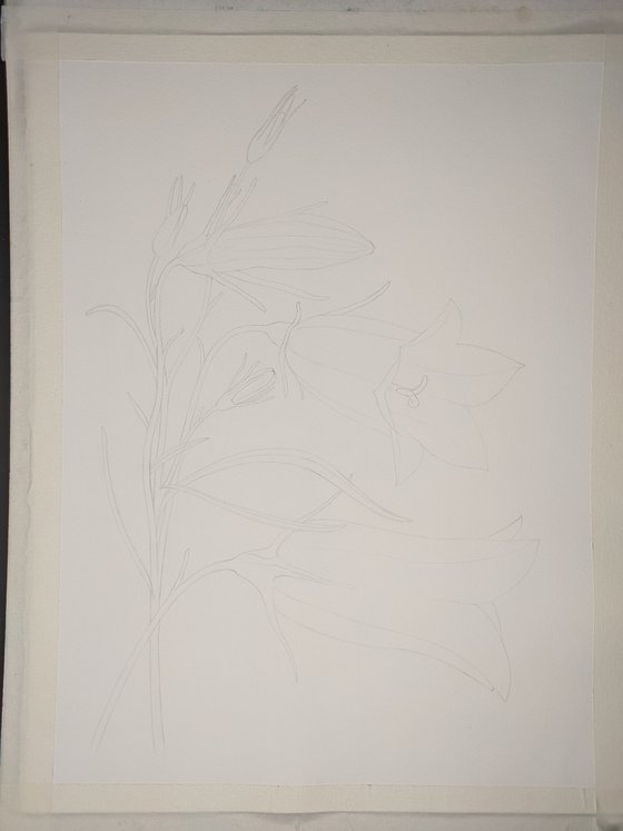 Blue Campanula