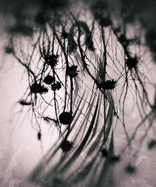 October wind - Photography - Manipulated - Surrealistic by Carmelita Iezzi