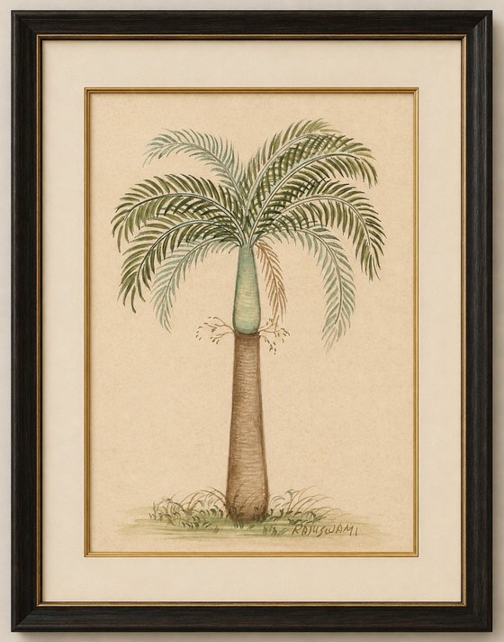 Bottle Palm | Indian Miniature