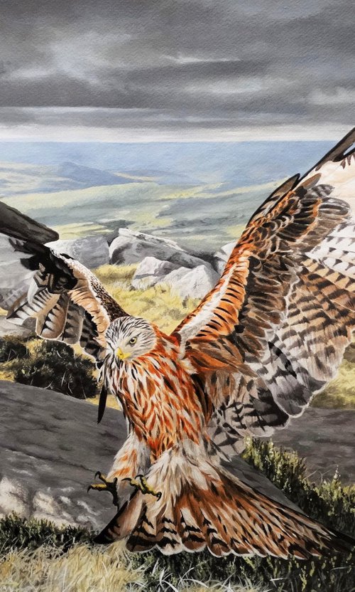 Realm of the Red Kite by Julian Wheat