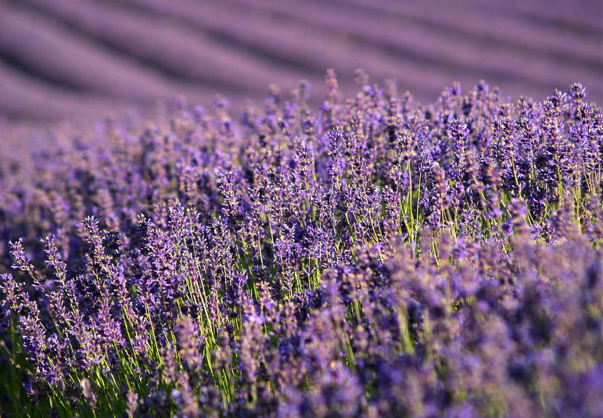 English Lavender in the Summer Sun by Alex Cassels