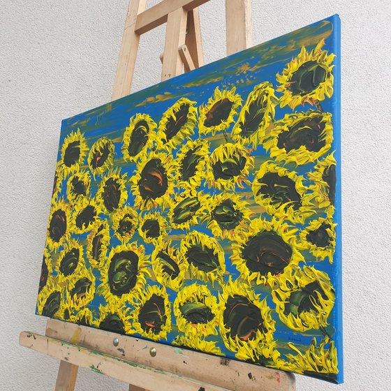 Blooming sunflowers 6