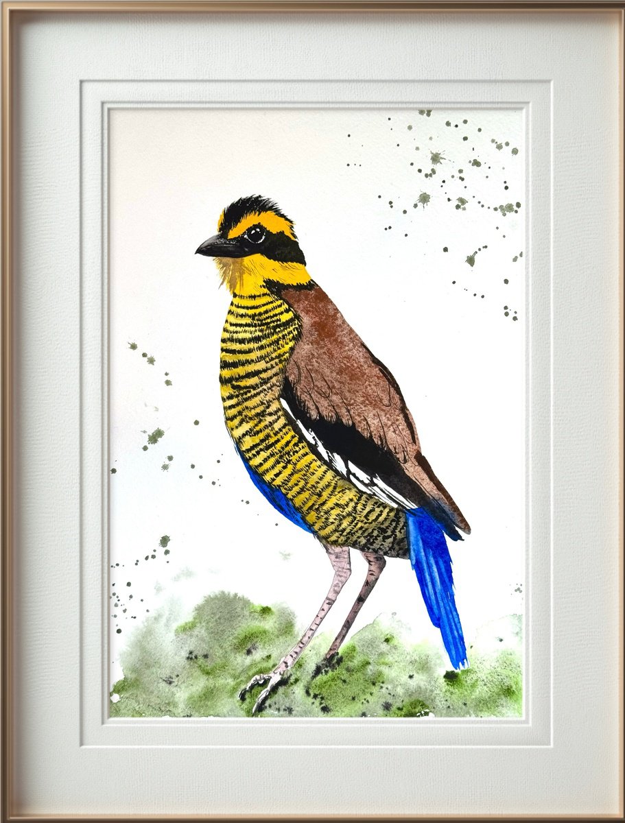 Animal Drawing By Yuliia Sharapova, 10 X 14", Wil Bird Bornean Banded Pittta, Original Artwork