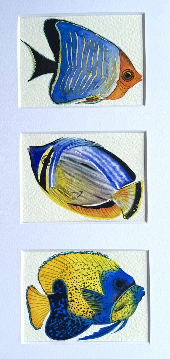 Three Exotic blue-yellow fish