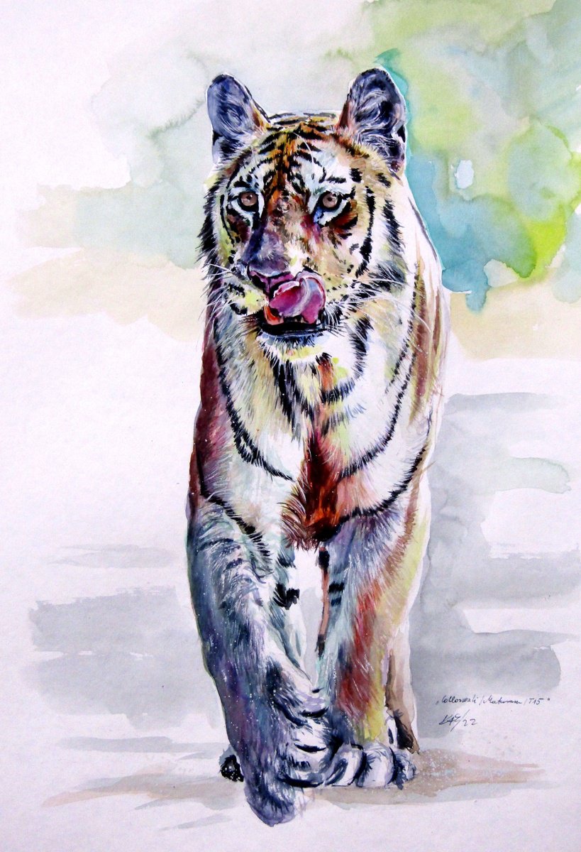 Impressionistic Watercolour , Collarwali Mataram Tiger By Kovacs Anna Brigitta, 13 X 20, Artwork For Sale On Artfinder