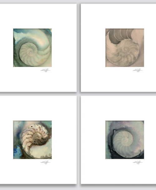 Nautilus Shell Collection 11 by Kathy Morton Stanion