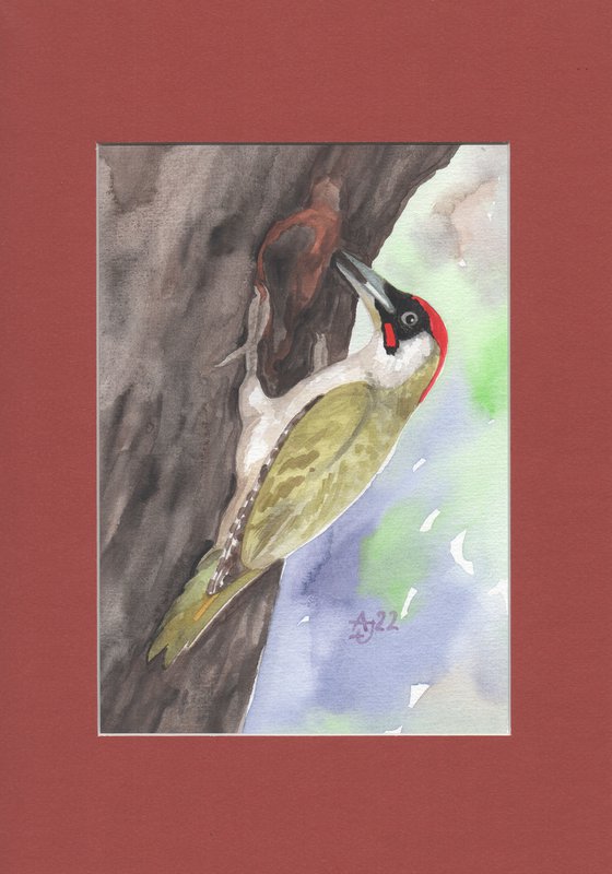 Wild nature - woodpecker