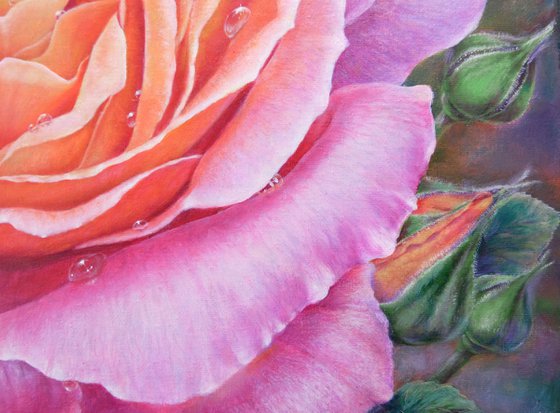 Rose at Dawn