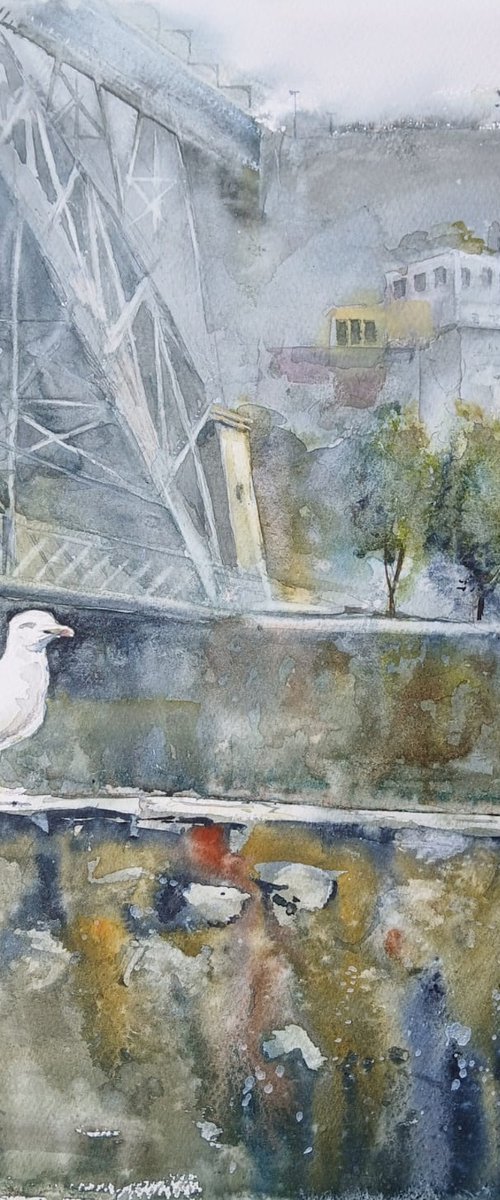 Herring Gull Porto by andrew hodgson