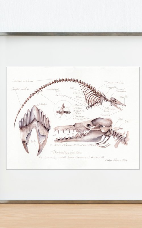 Platyosphys paulsoni, Basilosaurus from Ukraine by Katya Shiova