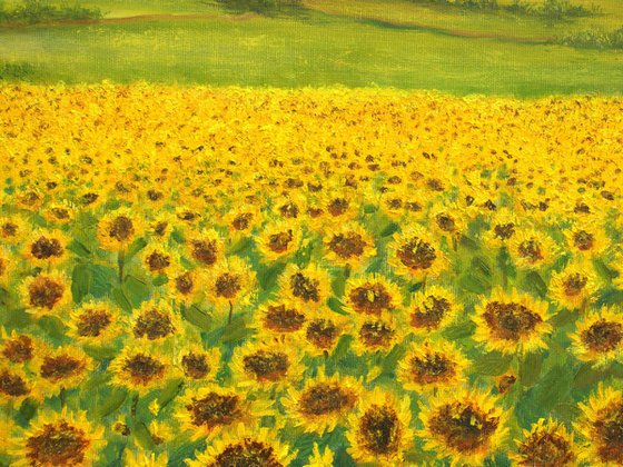 Sunflowers field