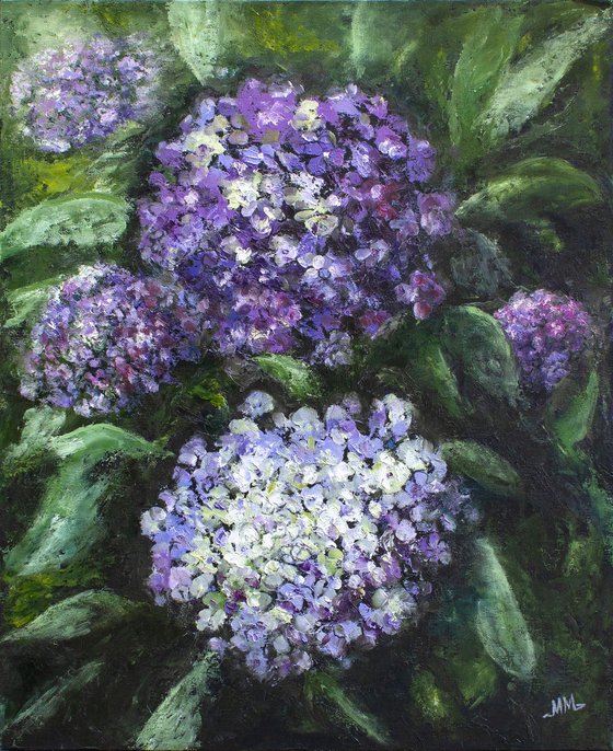 HYDRANGEA Floral studies