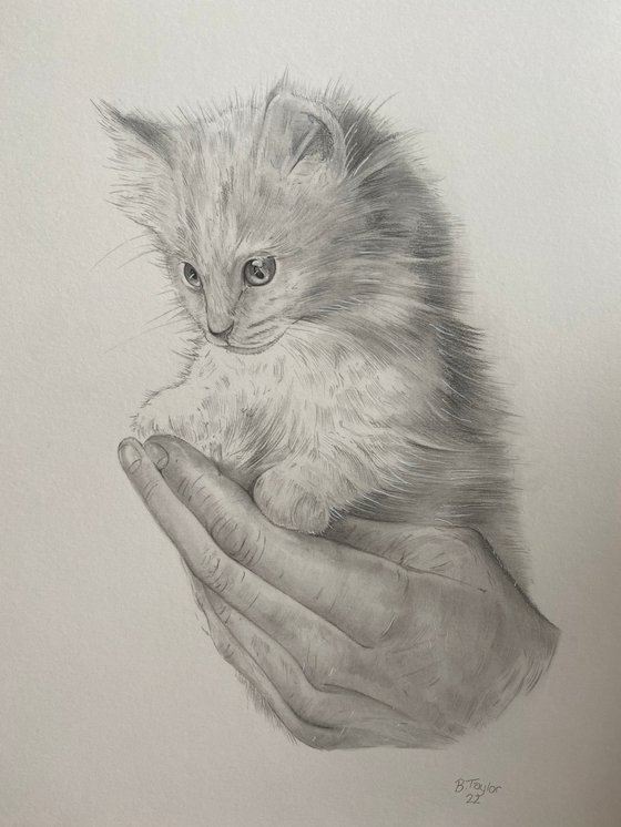 The kitten and the hand