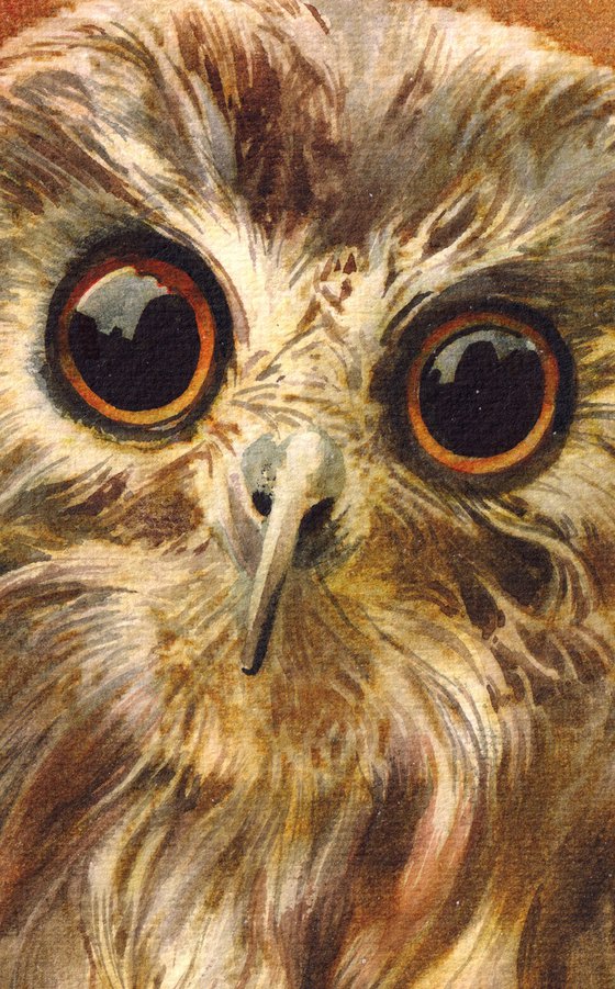 Little Cute Owl