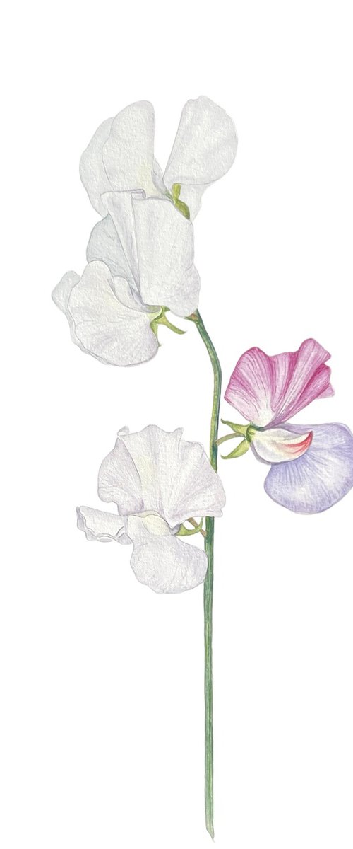 White sweet peas. Original watercolour arwork. by Nataliia Kupchyk