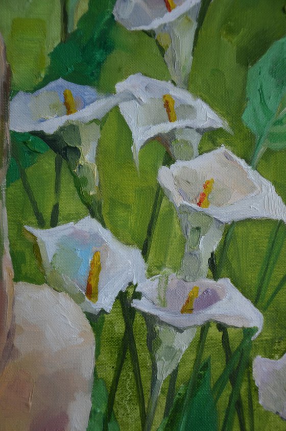 Calla