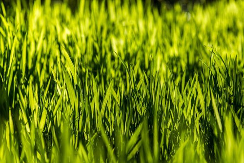 Fresh Spring Grass - A3 by Ben Robson Hull