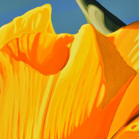 Californian Poppy and Pacific Wind #3