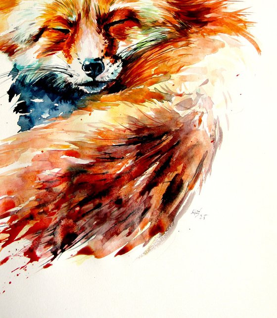Sleeping red fox