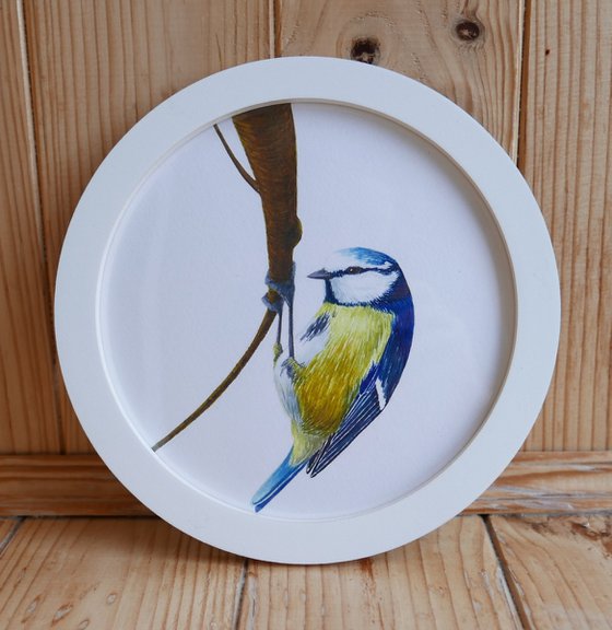 Framed Bird art. Blue tit. Part 3