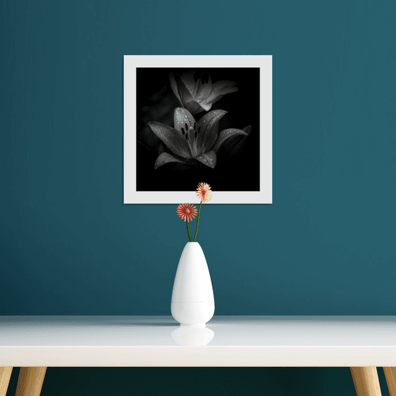 Lily Blooms Number 9 - 12x12 inch Fine Art Photography Limited Edition #1/25