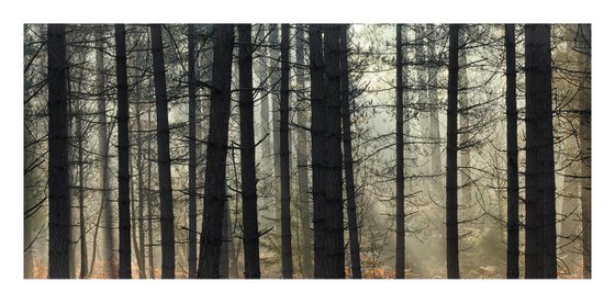 New Forest Pano I