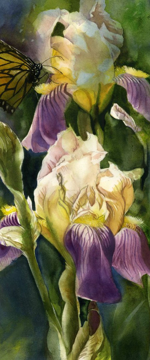 irises with monarch by Alfred  Ng