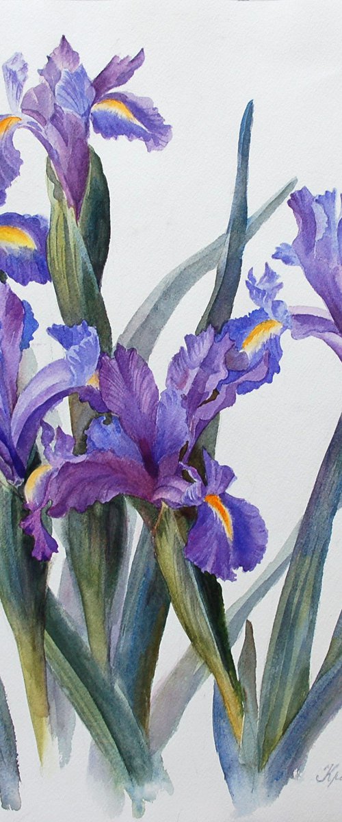 Irises by Yulia Krasnov