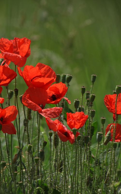 Red poppies by Sonja  Čvorović