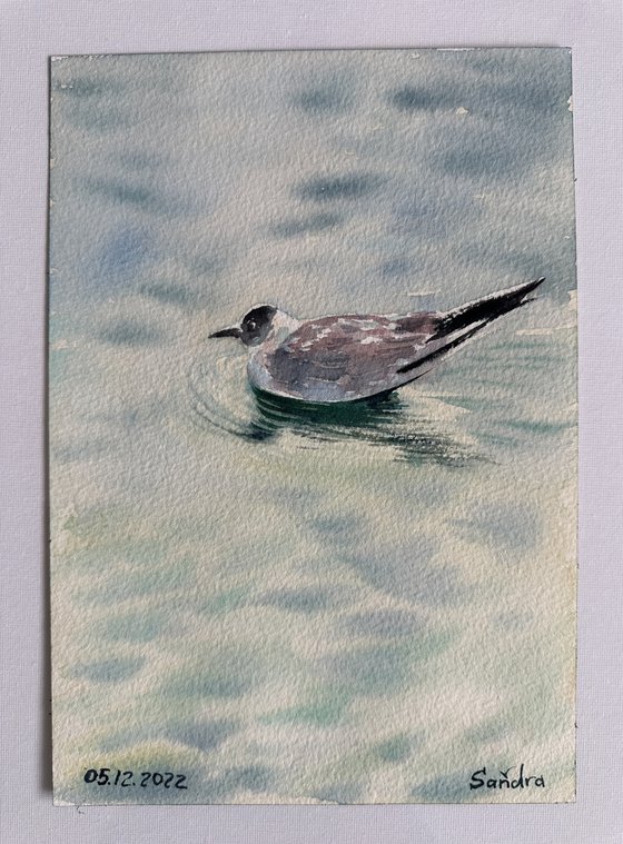 Seagull and the Sound of Water