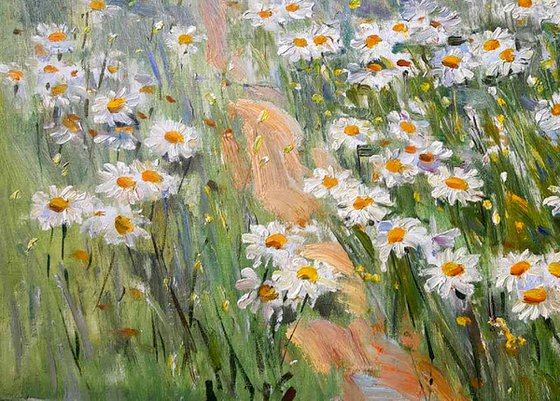 Camomile field