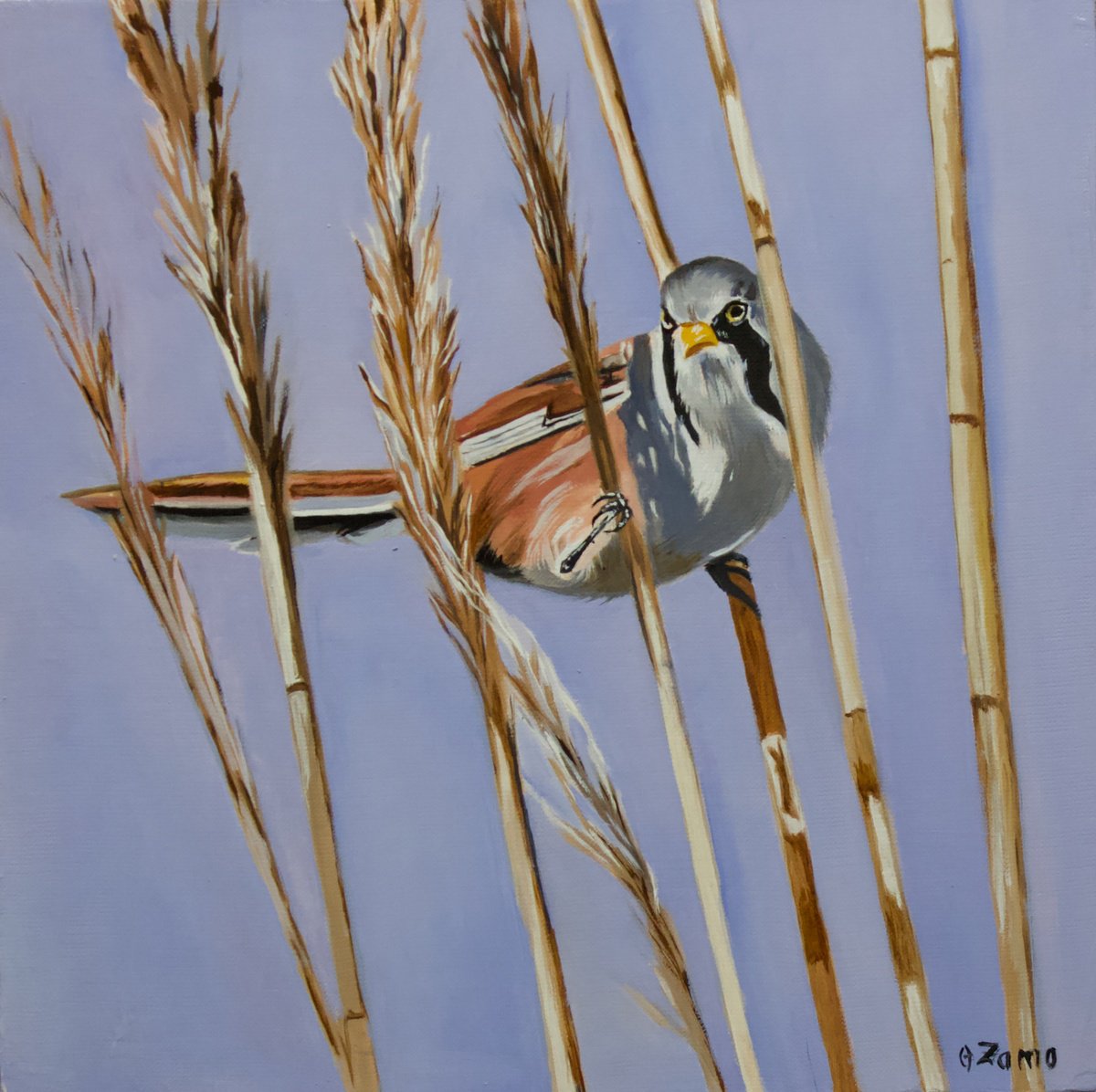 Photorealistic Animal Oil Painting By Anne Zamo, 12 X 12, In Balance, Original Artwork