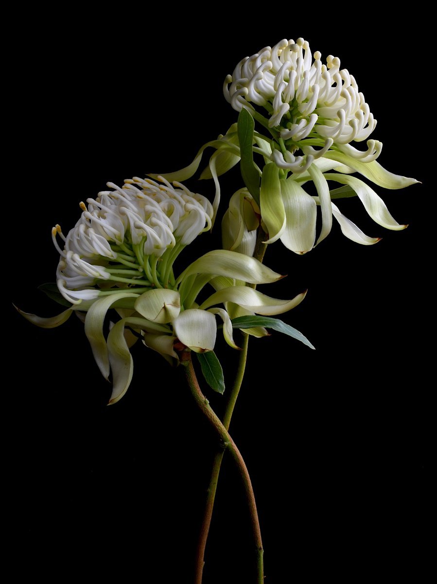 Photorealistic Botanical Photograph By Nadia Culph, 24 X 31", Waratahs, Original Artwork