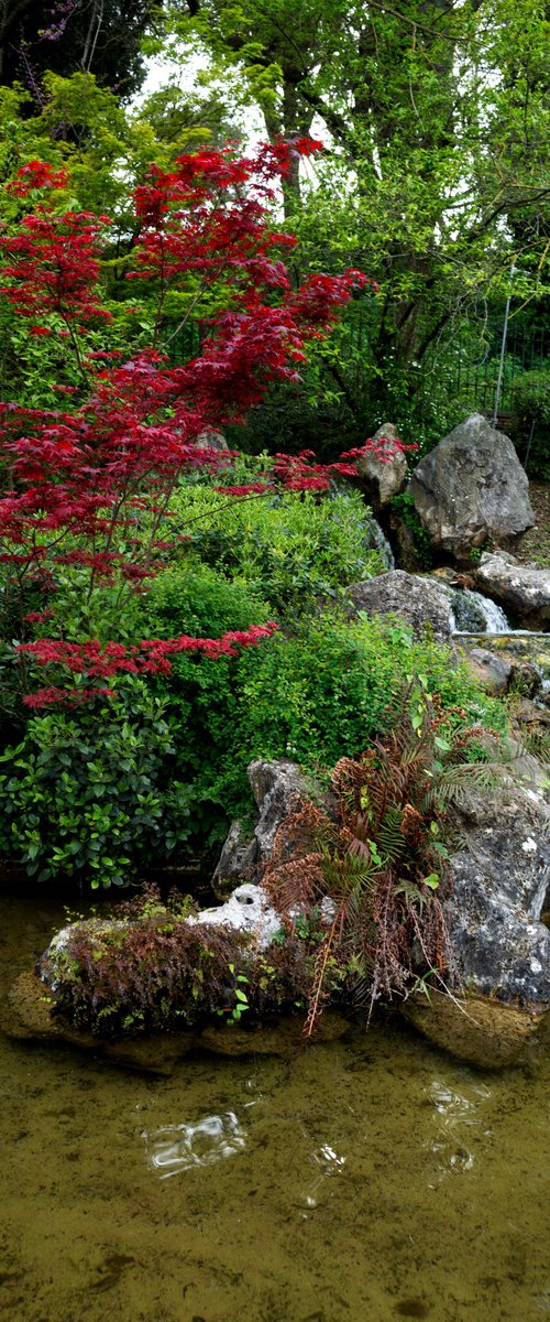 The Ancient One — Rome Botanical Garden by Chiara Vignudelli