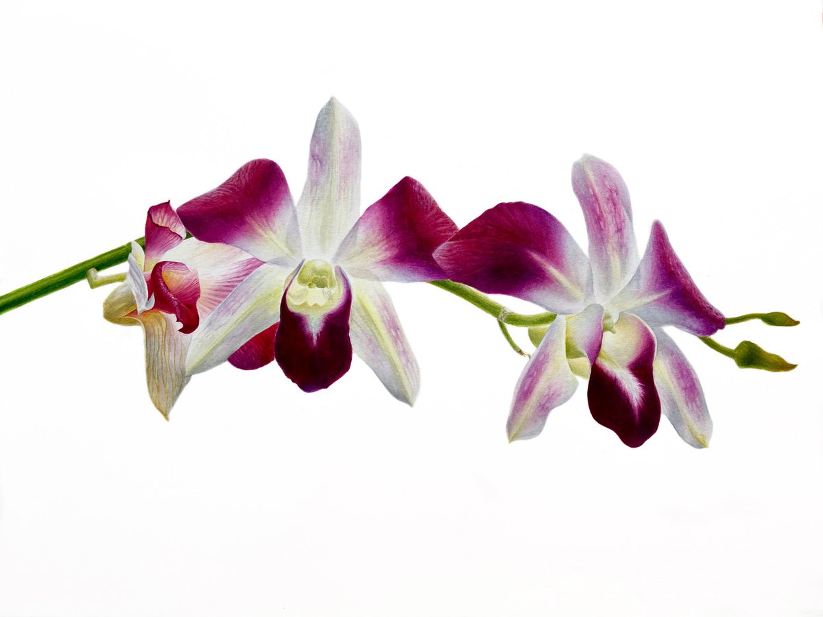 Pink Orchid 28x38cm (2020) original botanical art by Alisa Diakova