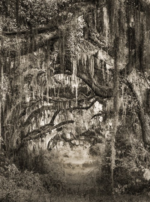 Mystical Forest II by Harv Greenberg