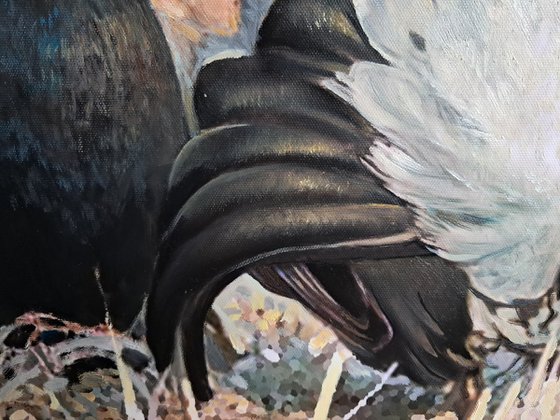 BLACK GROUSE ON THE LEK / MAN-TO-MAN TALK